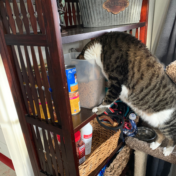 Meet your Poshers, Bandit & Gordon - Picture 3 of 3